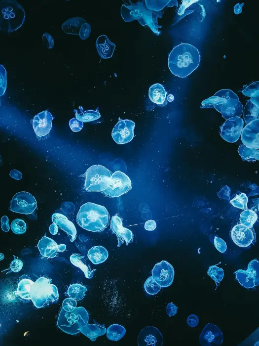bioluminescence la grande maree