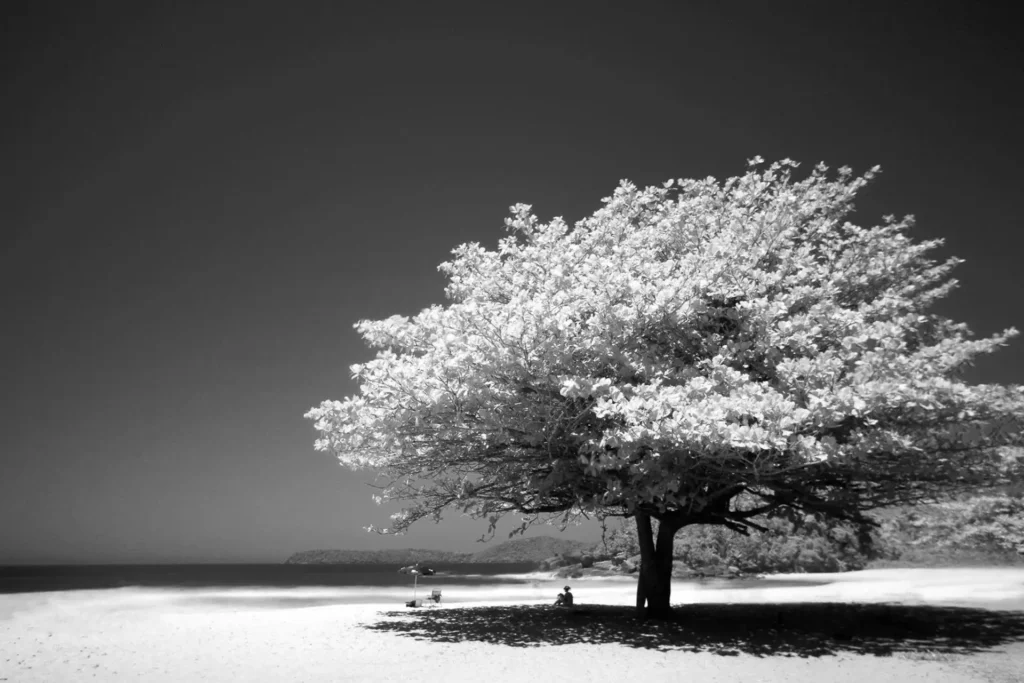 solo sous arbre moment de solitude rodolfoclix