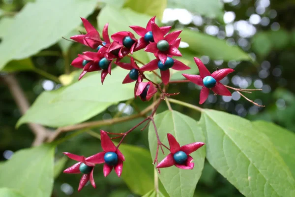 L&rsquo;Arbre du clergé et ses fleurs précieuses