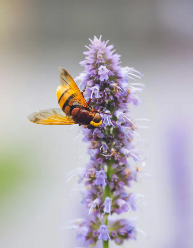 Agastache butinée par une syrphe à l'Arboretum Hérisson de St-Julien du Sault