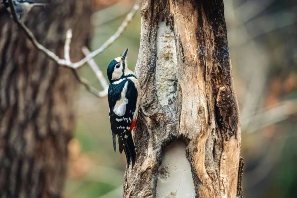 Le pic épeiche, nettoyeur des forêts
